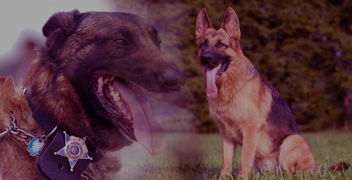 SPECIALIZED SERVICES